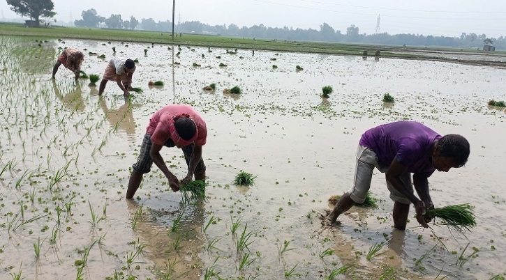 আদমদীঘিতে আমনে বাড়তি খরচের চাপ আদমদীঘিতে আমনে বাড়তি খরচের চাপ