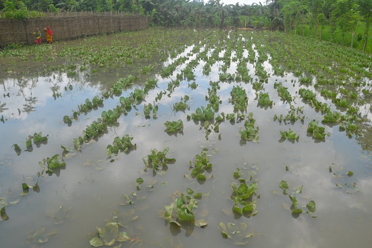 বৃষ্টিতে বগুড়ায় প্রায় হাজার হেক্টরের ফসল আক্রান্ত