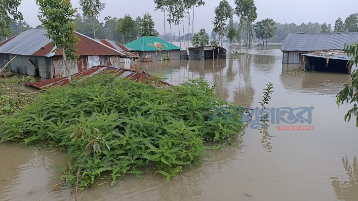 বগুড়ায় যমুনার পানি কমছে, গো খাদ্যের সংকট চরমে