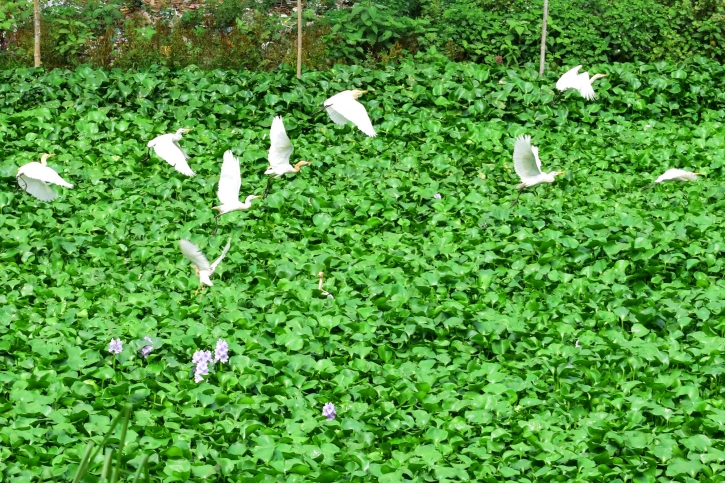 খাবারের সন্ধানে সাদা বক
