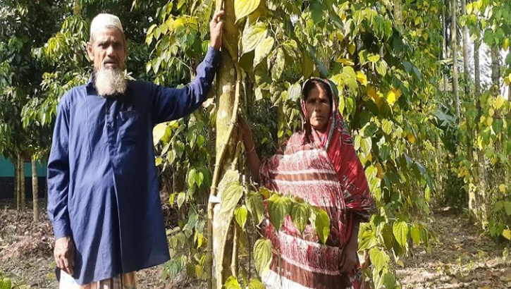 চুই ঝালে ভাগ্য ফিরছে কৃষকের চুই ঝালে ভাগ্য ফিরছে কৃষকের