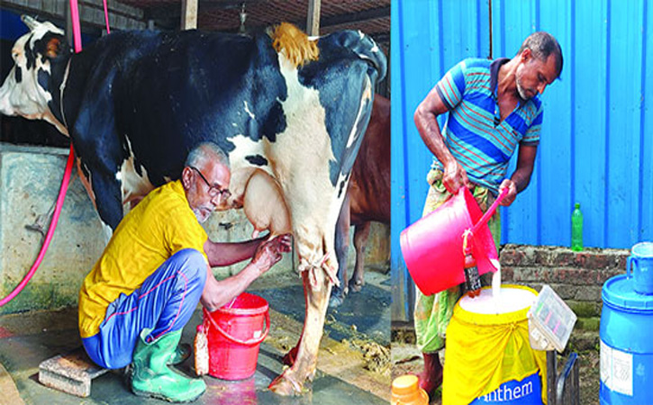 দুধ বিক্রি করতে না পাবনার খামারিরা দুধ বিক্রি করতে না পাবনার খামারিরা
