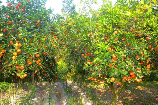 বগুড়ায় কমলা চাষে ভাগ্য বদলাতে চান আব্দুল আজিজ