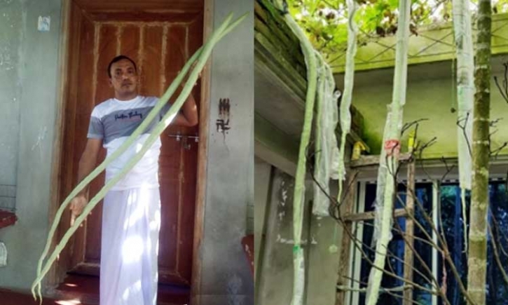 মনপুরায় ১০ ফুট লম্বা চিচিঙ্গা চাষ মনপুরায় ১০ ফুট লম্বা চিচিঙ্গা চাষ