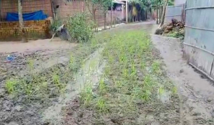 ঠাকুরগাঁওয়ে রাস্তায় ধানের চারা লাগিয়ে প্রতিবাদ ঠাকুরগাঁওয়ে রাস্তায় ধানের চারা লাগিয়ে প্রতিবাদ