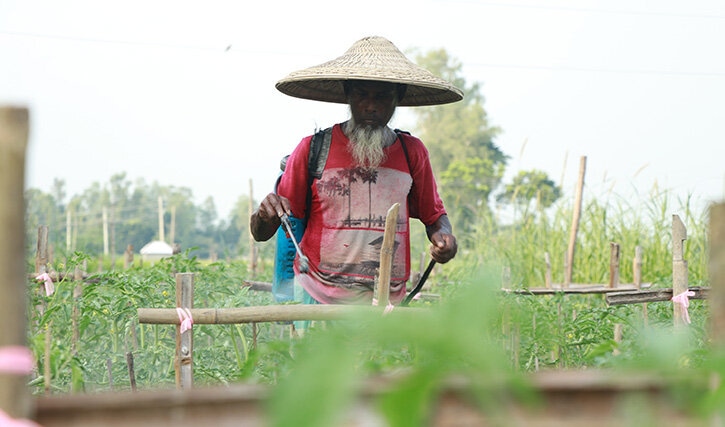 শুধু ধুনটেই কমছে ৫৪০০ টন টমেটোর উৎপাদন