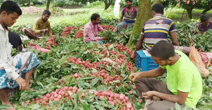 দিনাজপুরে ৮০০ কোটি টাকার লিচু বিক্রির আশা