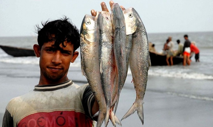 গঙ্গার পানি দূষিত, ইলিশ ছুটছে পদ্মায়