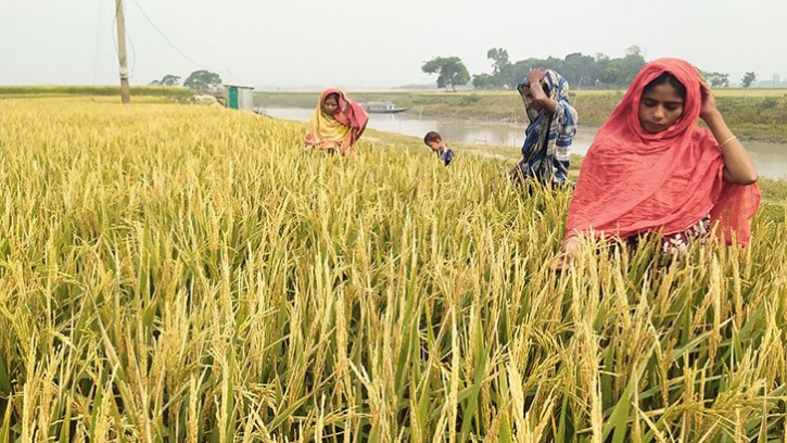 বাতাস কেড়ে নিল সারা বছরের খাবার বাতাস কেড়ে নিল সারা বছরের খাবার