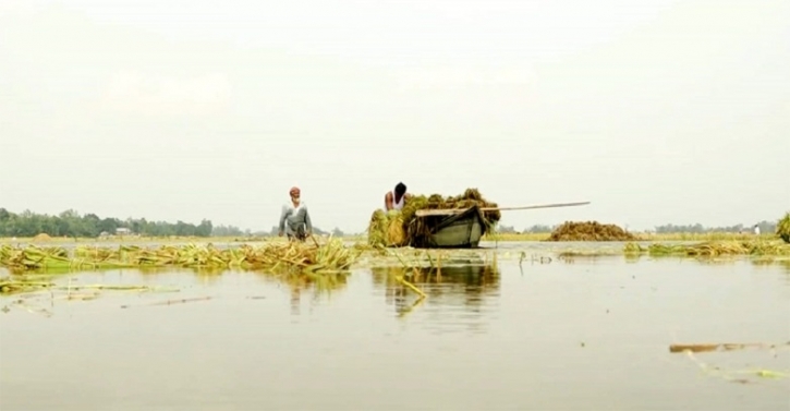 জামালপুরে হঠাৎ বন্যা, তলিয়ে গেছে বোরো ধান জামালপুরে হঠাৎ বন্যা, তলিয়ে গেছে বোরো ধান