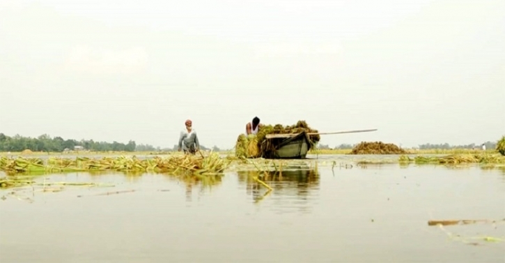 জামালপুরে হঠাৎ বন্যা, তলিয়ে গেছে বোরো ধান