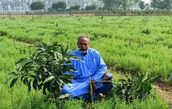 রাতের আঁধারে দুর্বৃত্তরা কাটলো ৭০০ আম গাছ!