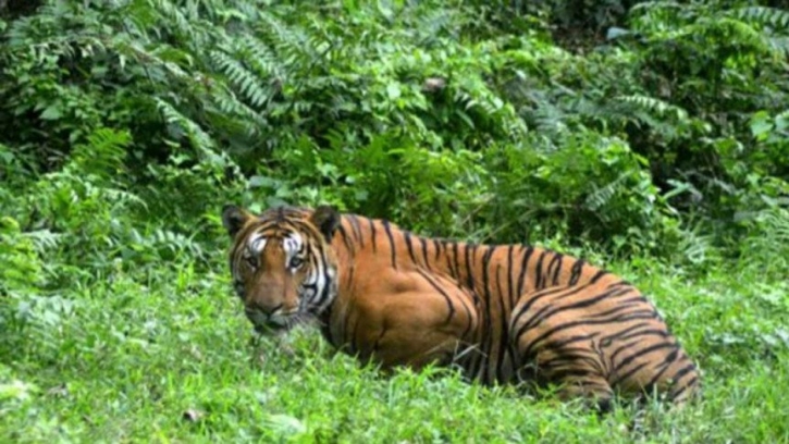 প্রজননকাল, বাঘ-বাঘিনী লোকালয়ের কাছে প্রজননকাল, বাঘ-বাঘিনী লোকালয়ের কাছে