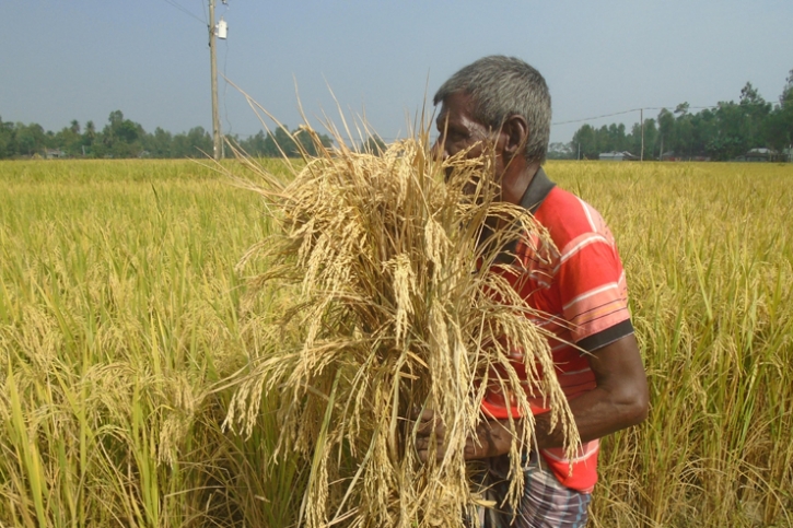 সারিয়াকান্দিতে আমন ধানে হাসছে কৃষক