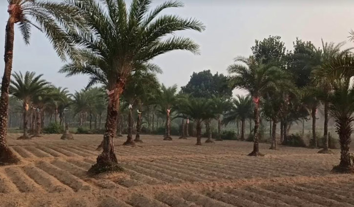 ভয়ে এলাকা ছাড়লো গাছিরা, গুড় তৈরি বন্ধ ভয়ে এলাকা ছাড়লো গাছিরা, গুড় তৈরি বন্ধ