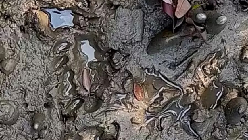 বাঘের পায়ের ছাপ। ছবি